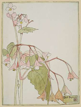 Picture of BEEF BEGONIA