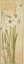 Picture of POETS NARCISSUS