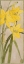 Picture of YELLOW DAYLILY