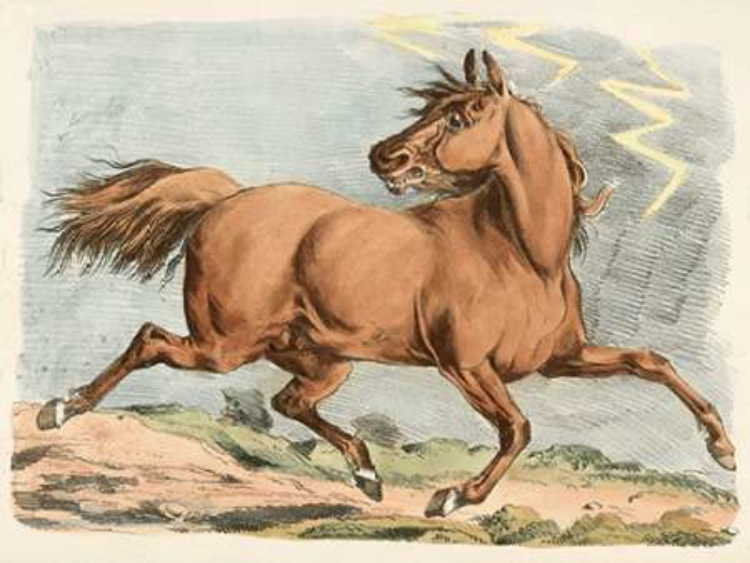 Picture of BROWN HORSE RUNNING, 1817