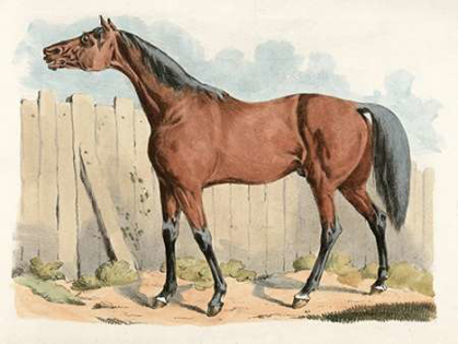 Picture of DARK-BROWN HORSE, 1817