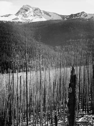 Picture of BURNED AREA, GLACIER NATIONAL PARK, MONTANA - NATIONAL PARKS AND MONUMENTS, 1941