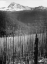 Picture of BURNED AREA, GLACIER NATIONAL PARK, MONTANA - NATIONAL PARKS AND MONUMENTS, 1941