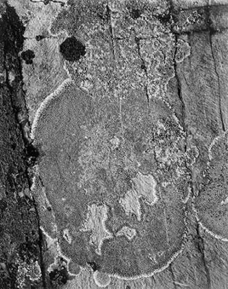 Picture of LICHONS, GLACIER NATIONAL PARK, MONTANA - NATIONAL PARKS AND MONUMENTS, 1941