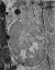 Picture of LICHONS, GLACIER NATIONAL PARK, MONTANA - NATIONAL PARKS AND MONUMENTS, 1941
