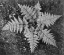 Picture of FERNS, GLACIER NATIONAL PARK, MONTANA - NATIONAL PARKS AND MONUMENTS, 1941
