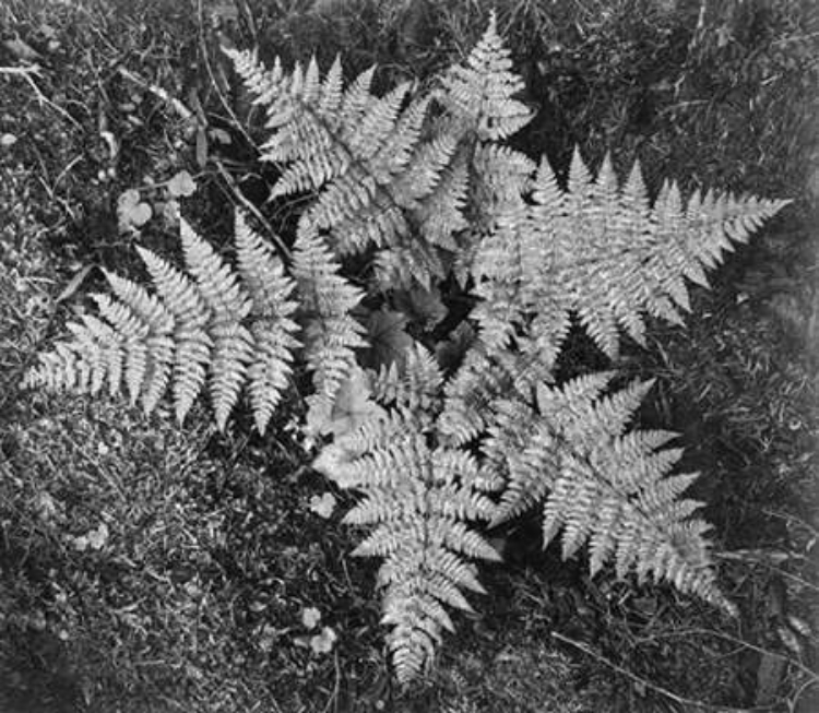 Picture of FERNS, GLACIER NATIONAL PARK, MONTANA - NATIONAL PARKS AND MONUMENTS, 1941