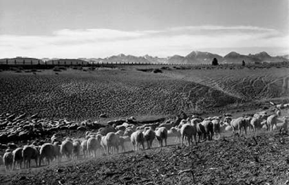Picture of FLOCK IN OWENS VALLEY, CALIFORNIA, 1941
