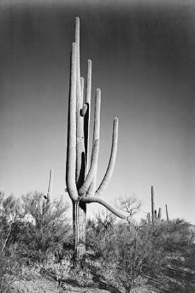 Picture of FULL VIEW OF CACTUS AND SURROUNDING SHRUBS, IN SAGUARO NATIONAL MONUMENT, ARIZONA, CA. 1941-1942