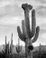 Picture of FULL VIEW OF CACTUS WITH OTHERS SURROUNDING, SAGUAROS, SAGUARO NATIONAL MONUMENT, ARIZONA, CA. 1941-