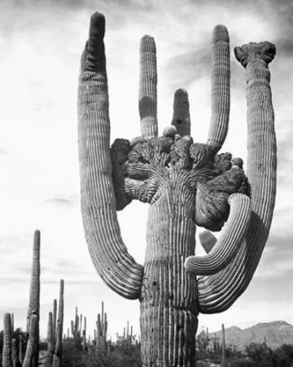 Picture of VIEW OF CACTUS AND SURROUNDING AREA SAGUAROS, SAGUARO NATIONAL MONUMENT, ARIZONA, CA. 1941-1942