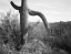 Picture of CACTUS AT LEFT AND SURROUNDINGS, SAGUARO NATIONAL MONUMENT, ARIZONA, CA. 1941-1942