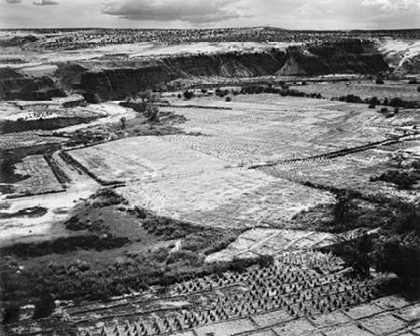 Picture of CORN FIELD, INDIAN FARM NEAR TUBA CITY, ARIZONA, IN RAIN, 1941