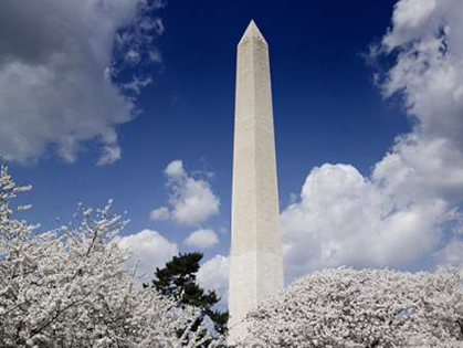 Picture of WASHINGTON MONUMENT AND CHERRY TREES, WASHINGTON, D.C.