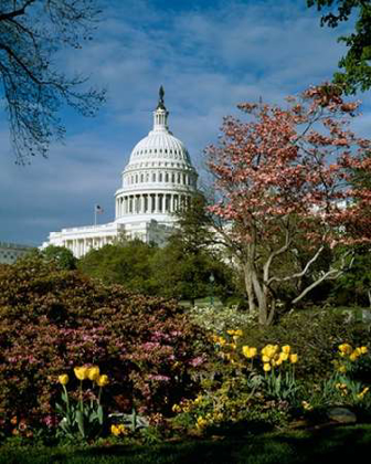 Picture of U.S. CAPITOL, WASHINGTON, D.C. NUMBER 3