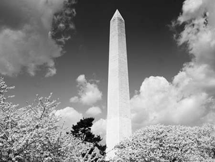 Picture of WASHINGTON MONUMENT AND CHERRY TREES, WASHINGTON, D.C. - BLACK AND WHITE VARIANT