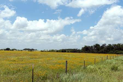 Picture of A FIELD OF WILDFLOWERS NEAR CHAPPEL HILL IN AUSTIN COUNTY, TX, 2014