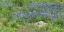 Picture of BLUEBONNETS AT THE LADY BIRD JOHNSON WILDFLOWER CENTER, NEAR AUSTIN, TX