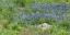 Picture of BLUEBONNETS AT THE LADY BIRD JOHNSON WILDFLOWER CENTER, NEAR AUSTIN, TX