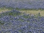 Picture of A PROFUSION OF BLUEBONNETS, IN A FIELD IN BOERNE, TX