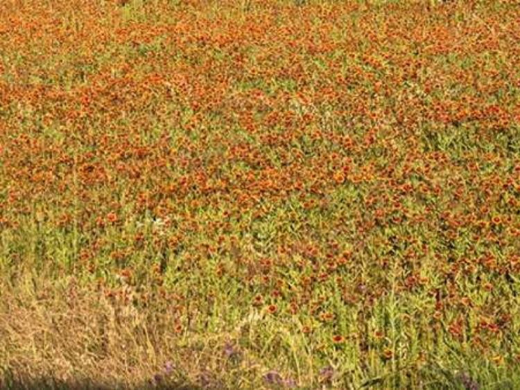 Picture of A FIELD OF WILDFLOWERS NEAR THE TOWN OF TENTON IN FANNIN COUNTY, TX, 2014