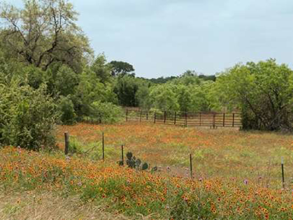 Picture of FIELD OF WILDFLOWERS IN GONZALES COUNTY, TX