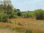 Picture of FIELD OF WILDFLOWERS IN GONZALES COUNTY, TX