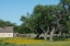 Picture of HORSE ON A MEADOW IN THE LYNDON B. JOHNSON NATIONAL HISTORICAL PARK IN JOHNSON CITY, TX