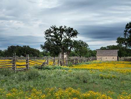 Picture of A BEAUTIFUL WILDFLOWER ARRAY IN A MEADOW IN JOHNSON CITY, TX