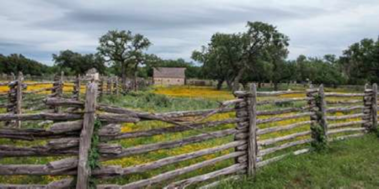 Picture of VIVID FIELD OF WILDFLOWERS IN THE LYNDON B. JOHNSON NATIONAL HISTORICAL PARK IN JOHNSON CITY, TX