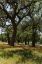 Picture of SHADE TREES AND WILDFLOWERS ON THE LBJ RANCH, NEAR STONEWALL IN THE TEXAS HILL COUNTRY