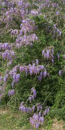 Picture of SPRING FLOWERS IN BIG THICKET NATIONAL PRESERVE