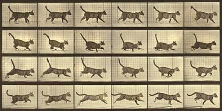 Picture of MOTION STUDY: RUNNING CAT