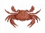 Picture of CRUSTATION PATTERN 2