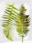 Picture of TROPIC SPRING