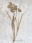 Picture of EARTH BALANCE 2