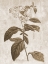 Picture of EARTH BALANCE 10