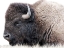 Picture of BABY BUFF 2