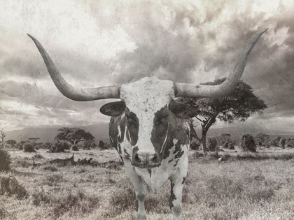 Picture of STEER