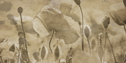 Picture of FRESH MEADOW BLOOM 