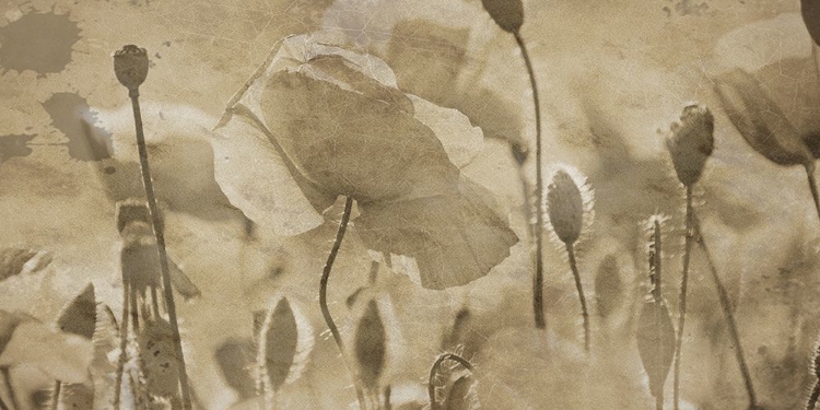 Picture of FRESH MEADOW BLOOM 
