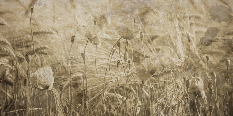 Picture of FRESH MEADOW BLOOM 2 