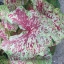 Picture of TROPICAL PLANT 2