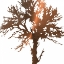 Picture of TREE OF WISDOM 2