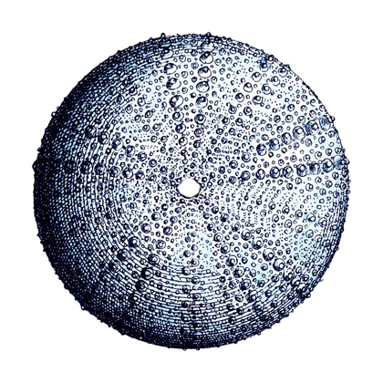 Picture of URCHIN SHELL 4