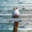 Picture of BA BIRD