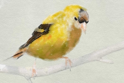 Picture of GOLDFINCH