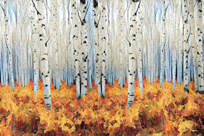 Picture of BIRCH FOREST