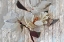 Picture of SUDDENLY MAGNOLIA 1