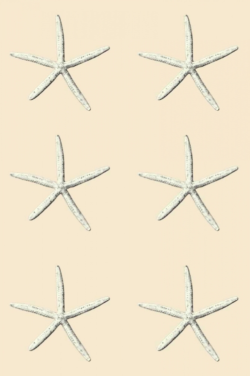 Picture of SEASTAR 2 MULTI CREAM